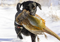 A dog retrieves a pheasant