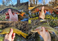 Four trout species in four different photos