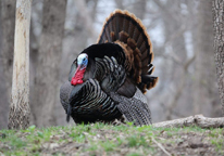 A strutting tom turkey