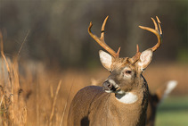 A white-tailed deer