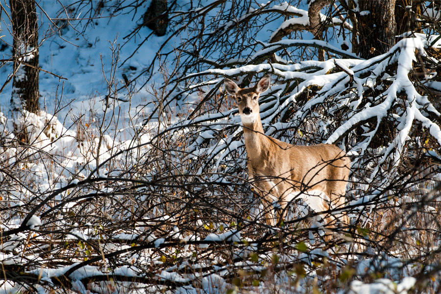 A white-tailed doe standing near bushes dotted with snow.