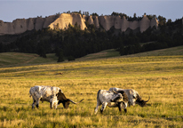 Texas longhorns grazing in a pasture at Fort Robinson