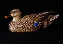 A beautiful carving of a hen mallard on a black background