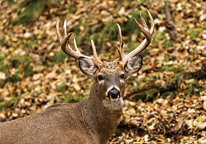 A white-tailed buck in fall