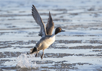A pintail taking flight from an icy lake