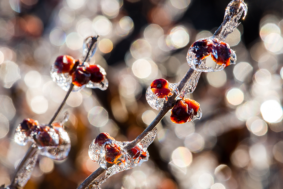 Ice envelops berries on a tree branch