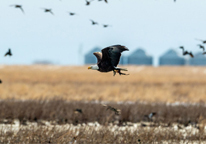 A bald eagle soars over a marshy area with food in its talons.