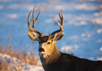 A mule deer in winter