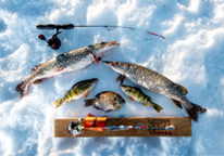 Freshly caught fish laying on snow