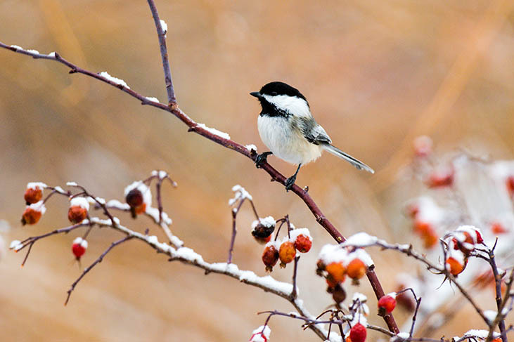 Chickadee on a tree branch dusted with snow.