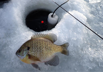 A bluegill lays on the ice near an ice-fishing hole