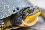 Blandings turtle