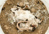 Carrion beetles on a carcass