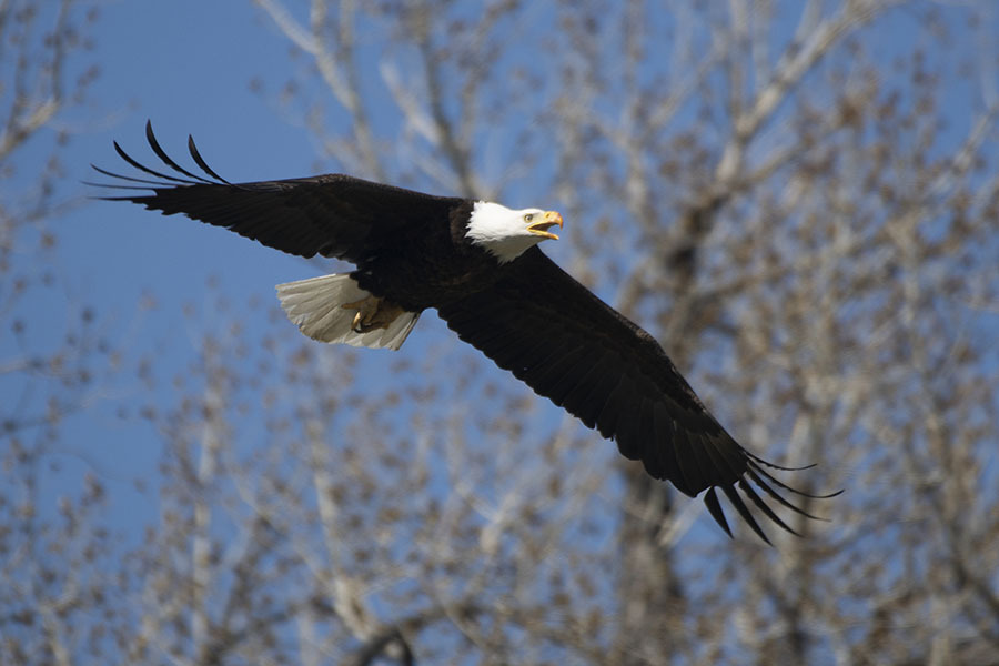 A bald eagle in flight