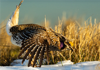 A sharp-tailed grouse with wings extended