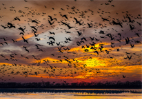 Sandhill cranes in flight with a burning golden sunset