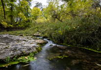 A cool water stream in the Pine Ridge
