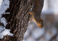 An eastern fox squirrel on a tree