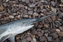 Fish Nebraska: Sampling reports; lake contour maps; archery paddlefish ...
