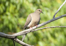 A mourning dove sits on a tree branch