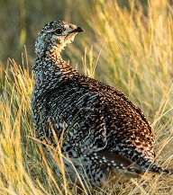 Closeup of a sharp-tailed grouse