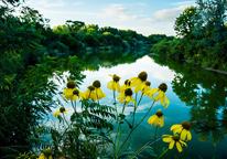 Sunflowers growing alongside a Nebraska lake