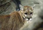 A mountain lion facing the camera