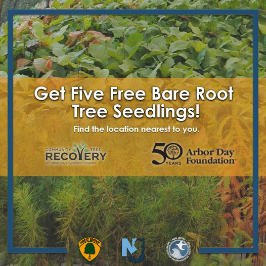 free tree seedlings