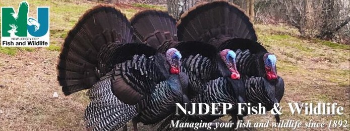 NJDEP Fish & Wildlife - March 23 Talkin' Turkey Seminars - Registration  Required! - Hunting, Fishing & More - New Jersey Gun Forums