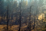 wildfire risk 