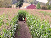 corn maze