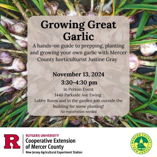 grow garlic