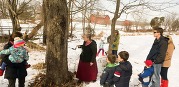 tapping the sugar maples