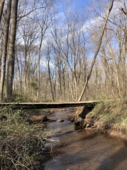 stream ecology