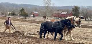 plowing horse