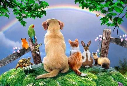 Rainbow