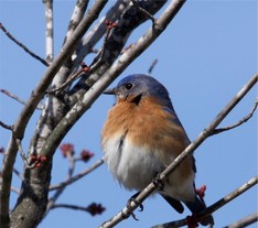 bluebird