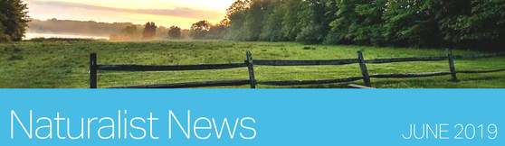 Naturalist News 