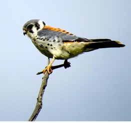 kestrel