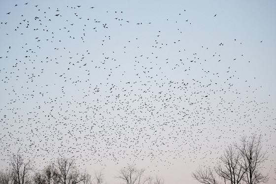 migration