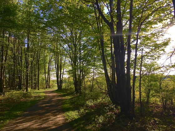 forest health