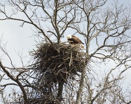 Eagle at Mercer Lake