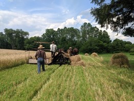 Wheat-flour harvest