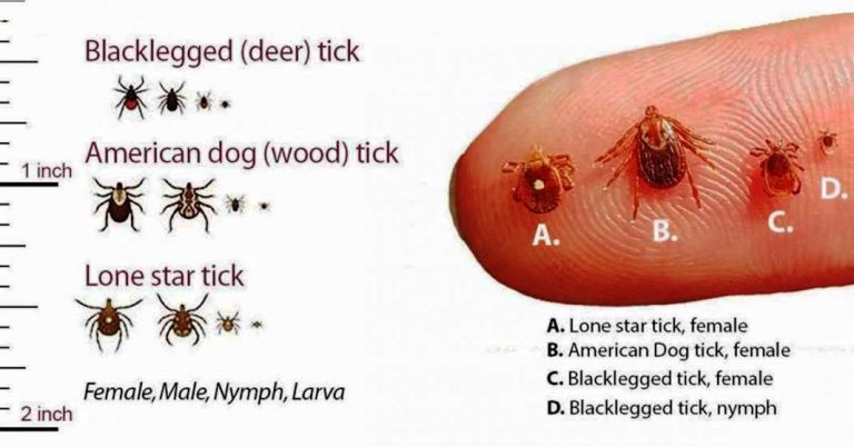 Tick Season How To Fight The Bite