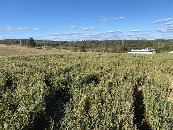 corn maze