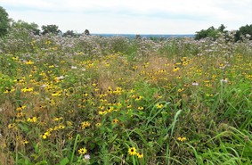 Pollinator meadow at Baldpate