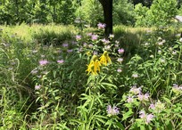 Pollinator pocket at Cadwalader