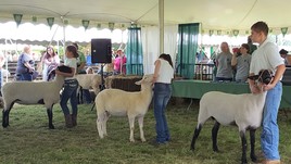 4-H sheep show