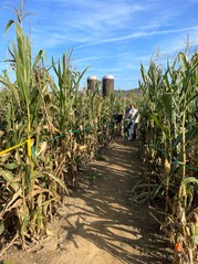 Corn maze pathway