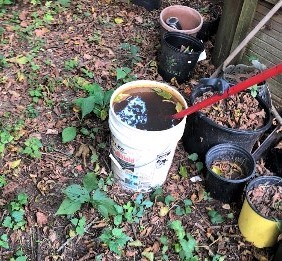 Mosquito-spring cleaning